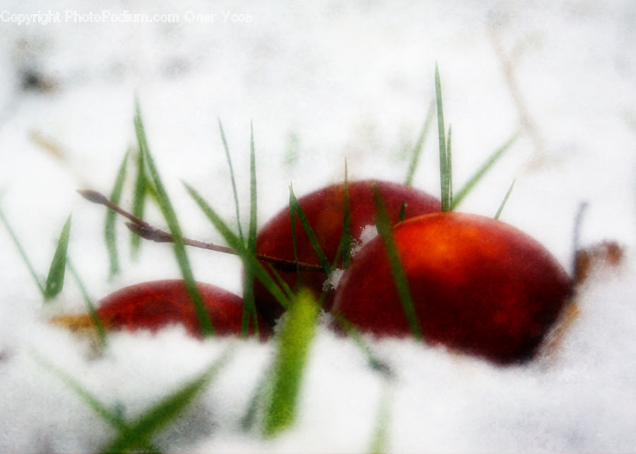 Cherry, Fruit, Field, Grass, Grassland, Plant, Blossom
