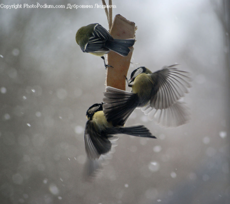 People, Person, Human, Bee Eater, Bird, Duck, Mallard