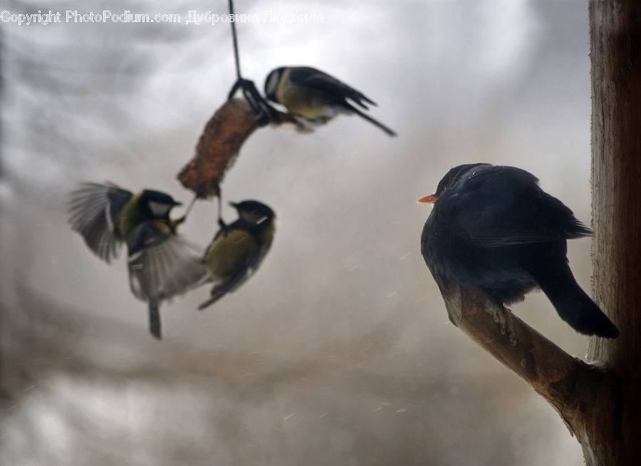 Bird, Blackbird, Swallow, Finch, Dung Beetle, Insect, Invertebrate