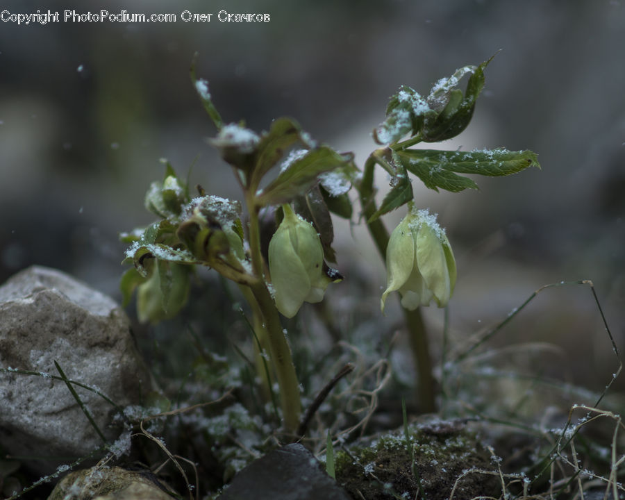 Aphid, Insect, Invertebrate, Moss, Plant, Blossom, Flora