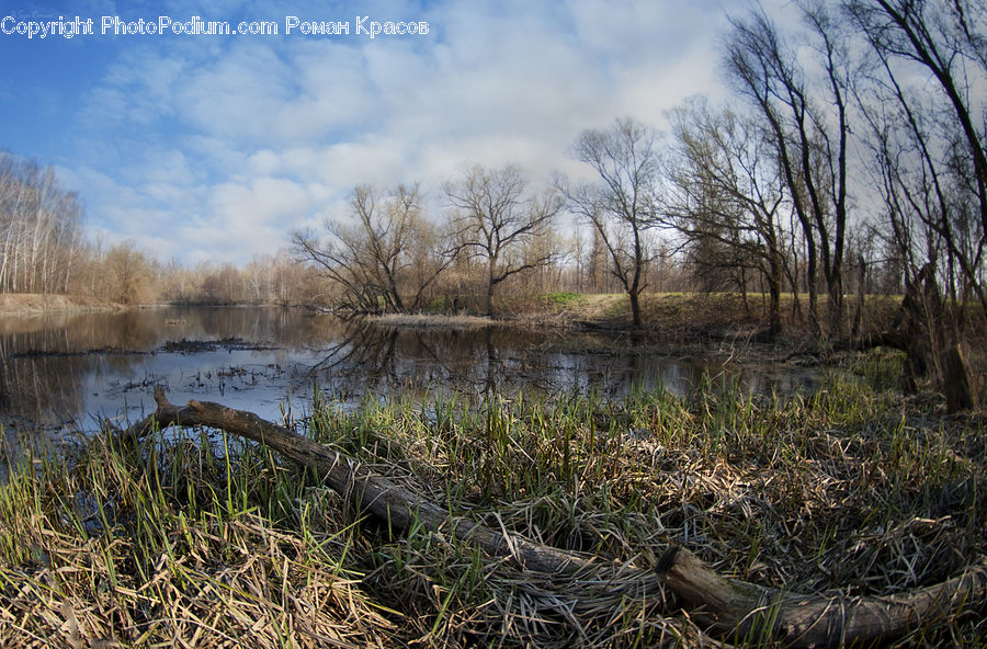 Land, Marsh, Outdoors, Swamp, Water, Field, Grass