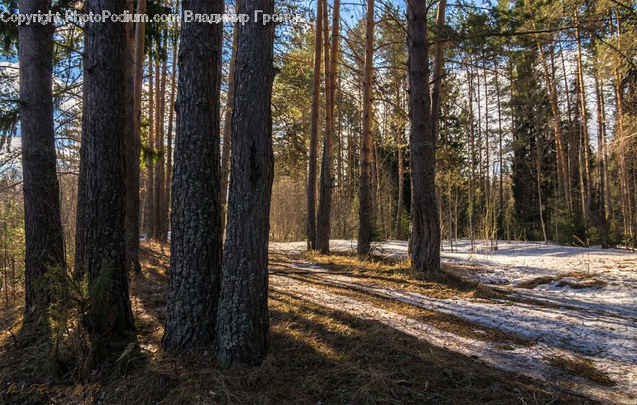 Forest, Vegetation, Grove, Land, Conifer, Fir, Plant