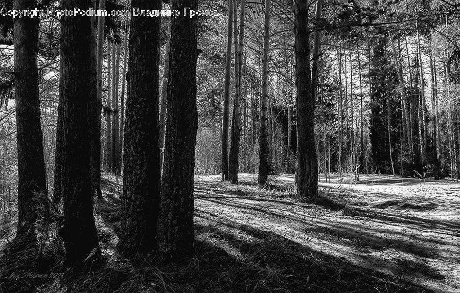 Forest, Vegetation, Grove, Land, Fir, Plant, Tree