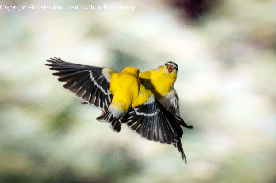 Bird, Finch, Blackbird, Canary, Head, Portrait, Bee Eater