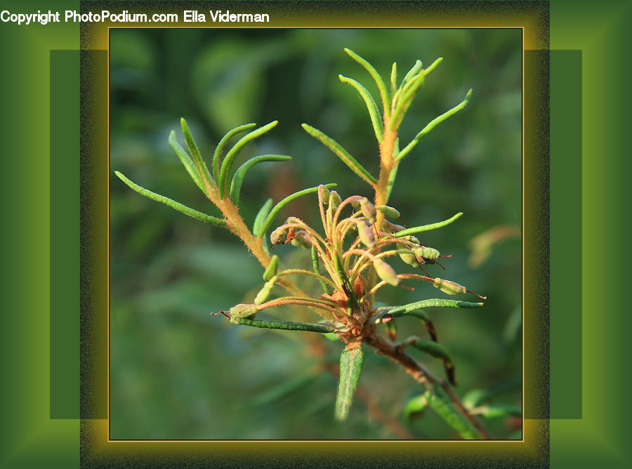 Conifer, Fir, Plant, Tree, Blossom, Flora, Flower