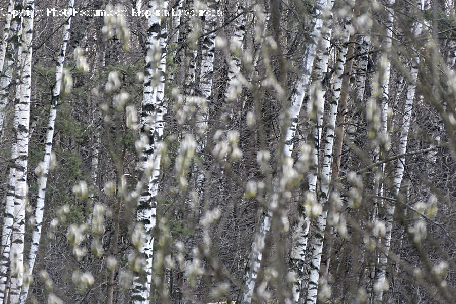 Birch, Tree, Wood, Tree Trunk, Forest, Vegetation