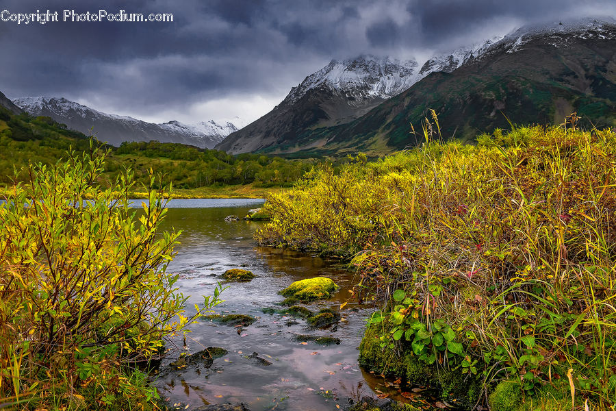 Nature, Outdoors, Bush, Plant, Vegetation, Pond, Water