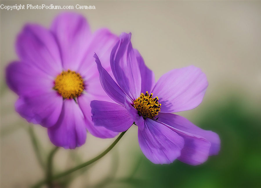 Cosmos, Blossom, Flora, Flower, Plant, Pollen, Anther