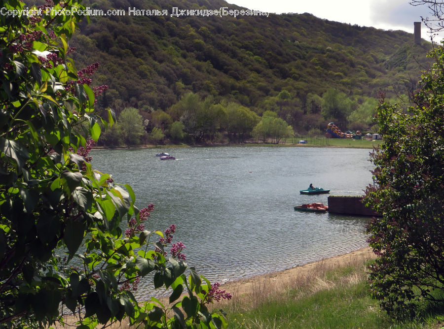 Bush, Plant, Vegetation, Canal, Outdoors, River, Water