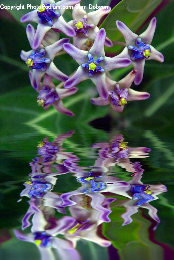 People, Person, Human, Blossom, Flora, Flower, Plant