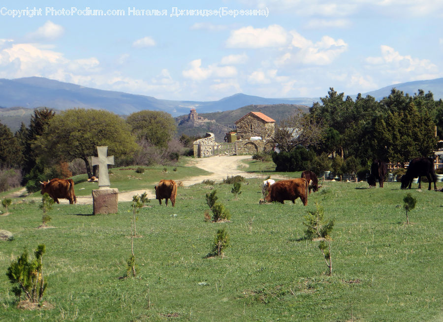 Countryside, Grassland, Meadow, Outdoors, Pasture, Ranch, Animal