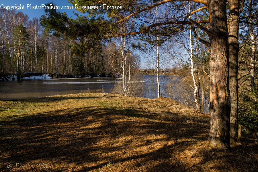 Birch, Tree, Wood, Field, Grass, Grassland, Plant