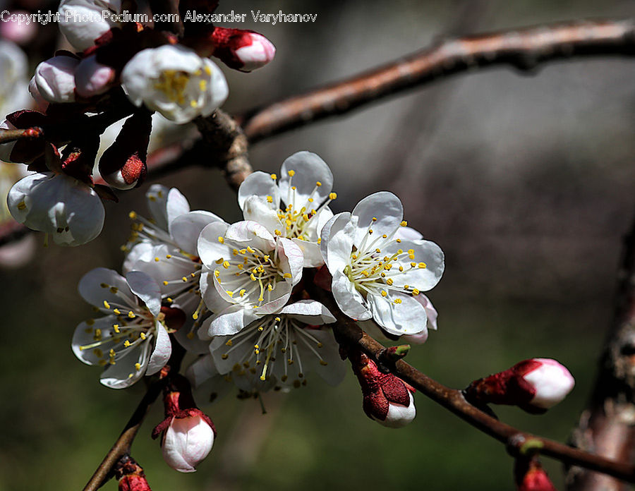 Blossom, Flora, Flower, Plant, Cherry Blossom, Bird, Finch