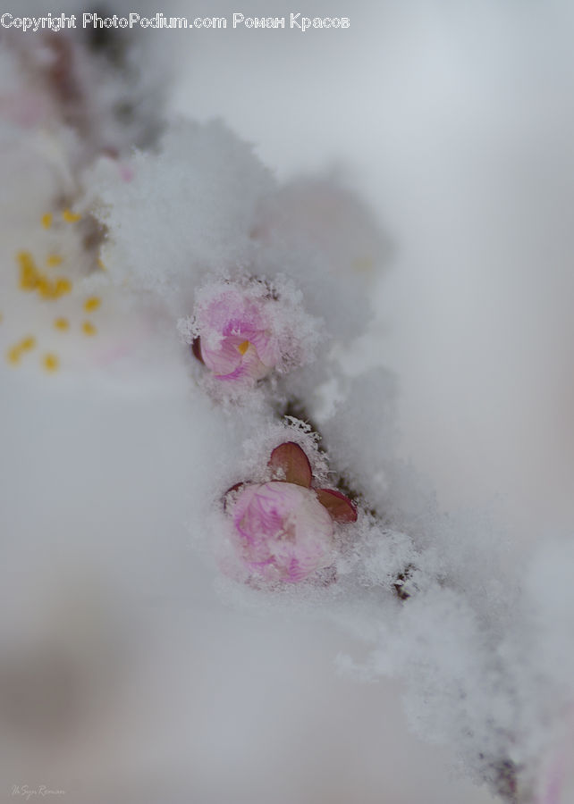Blossom, Flower, Lilac, Plant, Hole, Feather Boa, Scarf