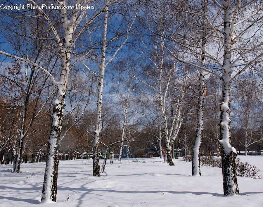 Birch, Tree, Wood, Landscape, Nature, Scenery