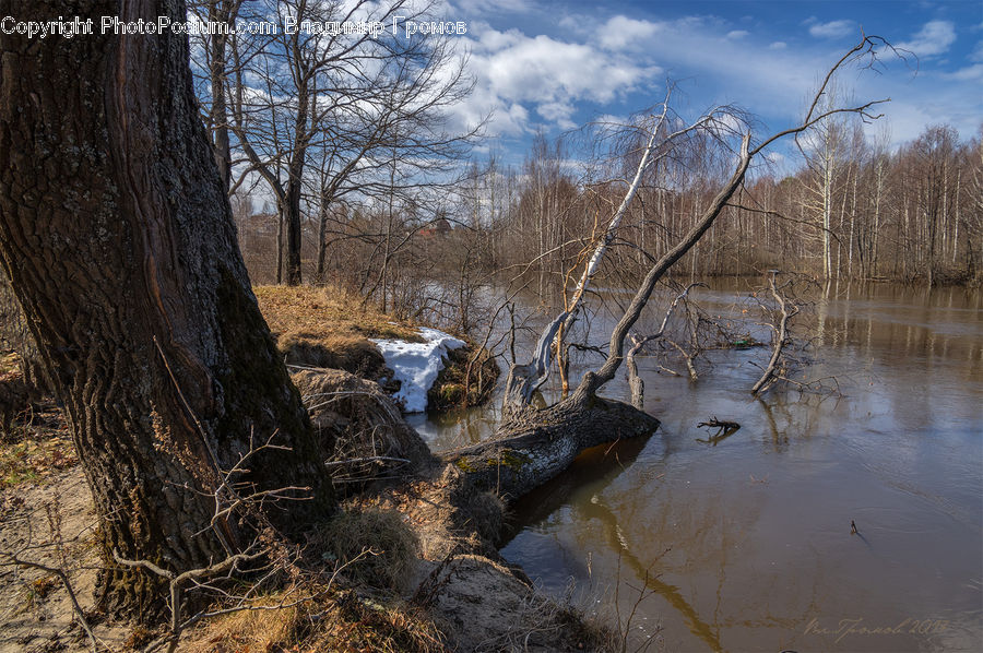 Land, Marsh, Outdoors, Swamp, Water, Creek, River