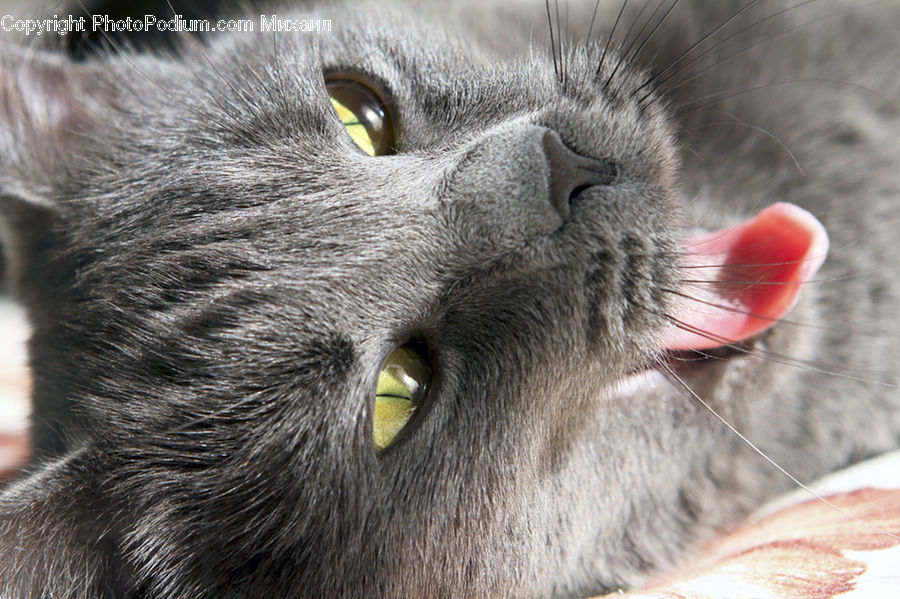Animal, Pet, Cat, Mammal, Manx