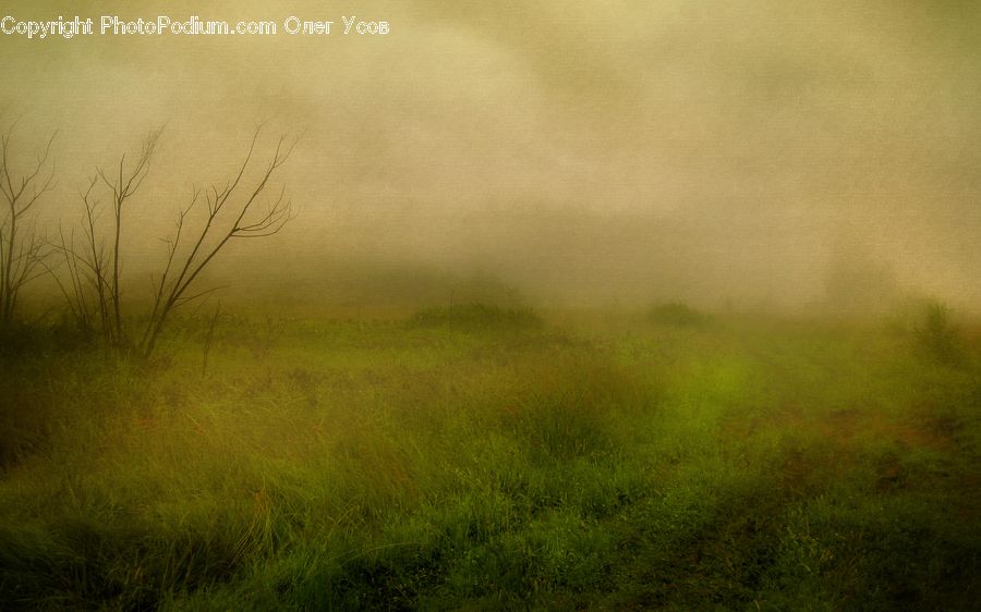 Fog, Field, Grass, Grassland, Land, Outdoors, Mist