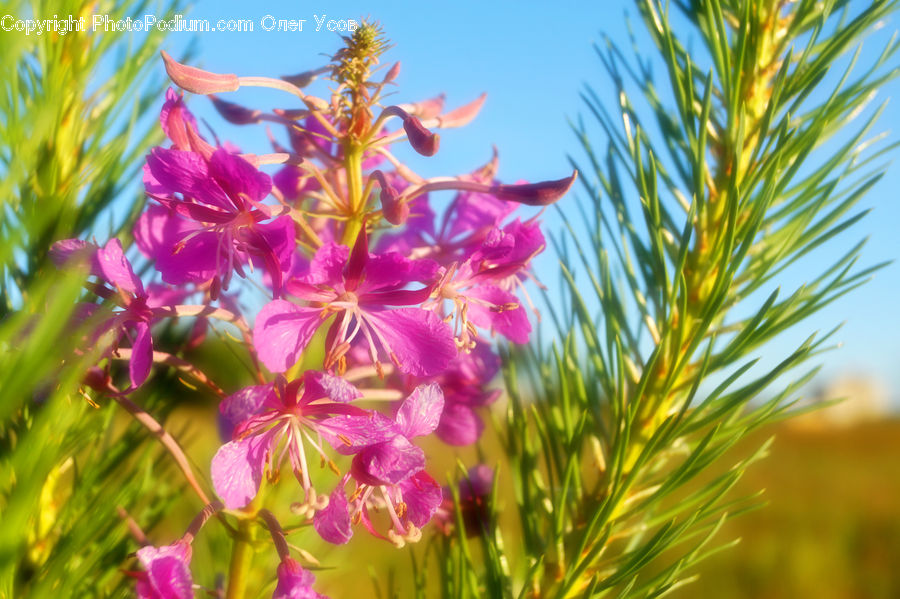 Blossom, Flora, Flower, Plant, Field, Grass, Grassland