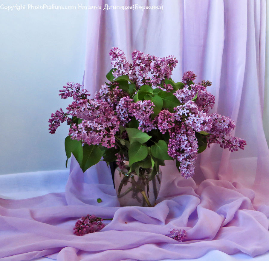 Plant, Potted Plant, Blossom, Flower, Lilac, Flower Arrangement, Flower Bouquet