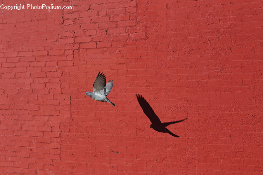 Bird, Pigeon, Dove
