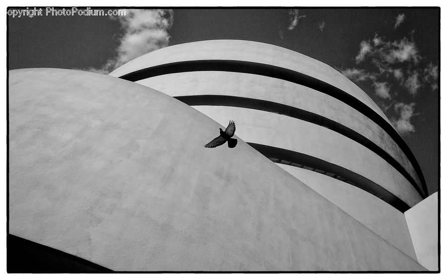 People, Person, Human, Arch, Bird, Pigeon, Dove