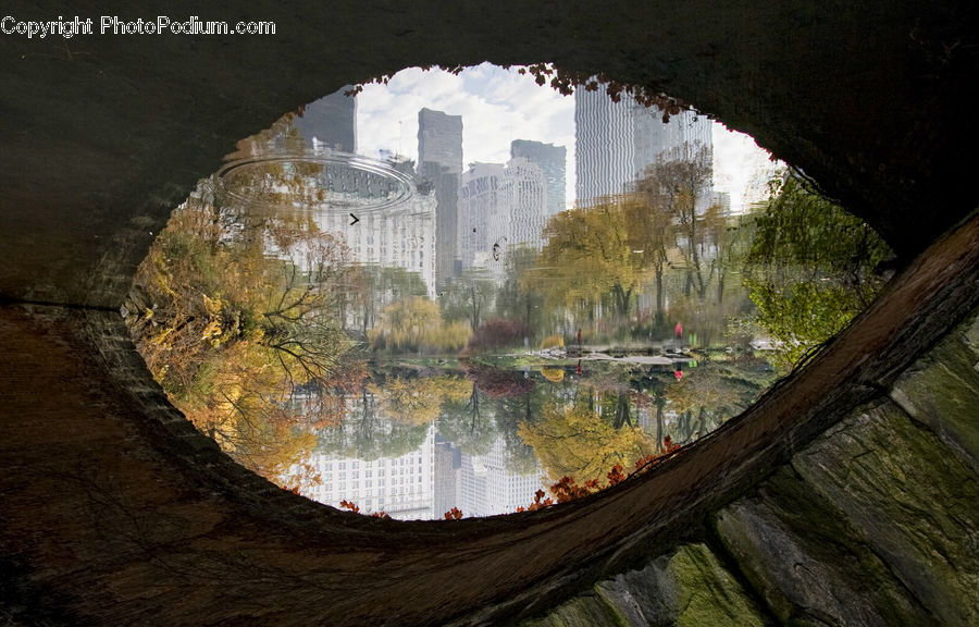 Hole, Plant, Tree, Willow, Birch, Wood, Forest