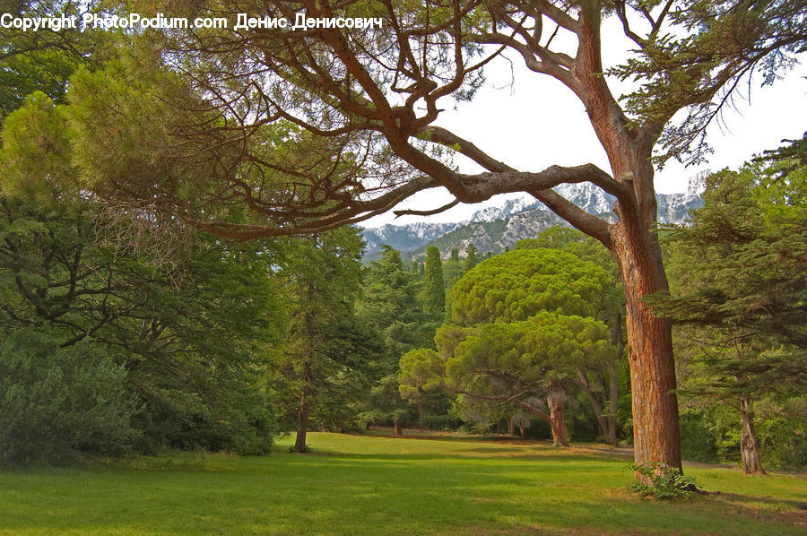 Oak, Tree, Wood, Conifer, Fir, Plant, Yard