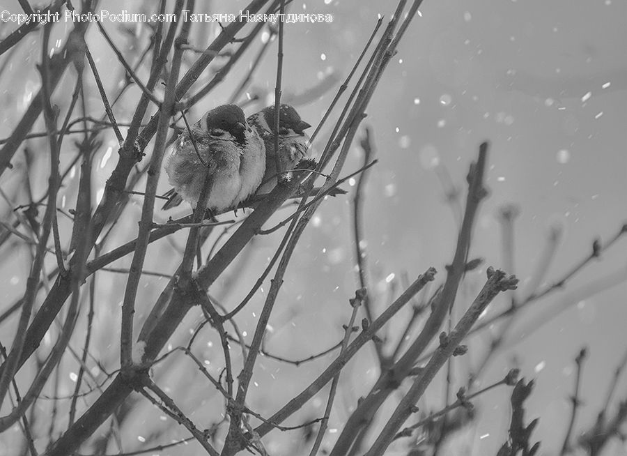 Bird, Sparrow, Finch, Wren