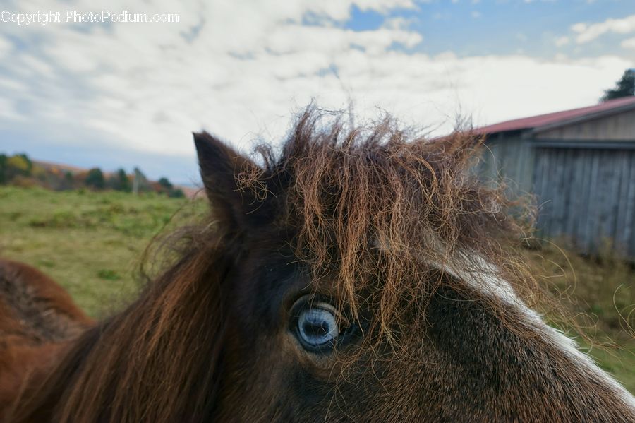 Animal, Colt Horse, Foal, Horse, Mammal, Donkey