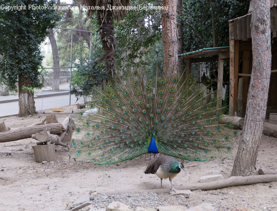 Bird, Peacock, Pheasant, Wildlife, Art, Sculpture, Statue