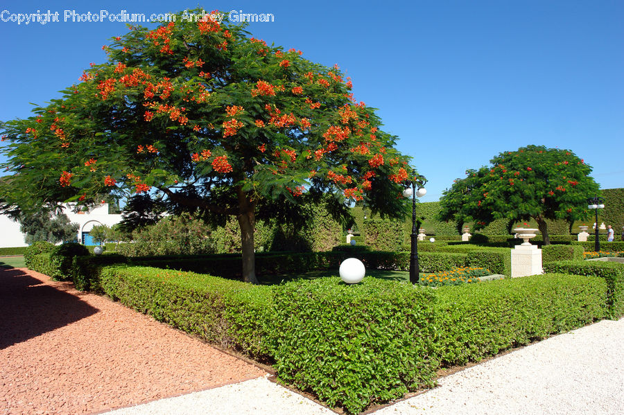 Plant, Tree, Conifer, Wood, Yew, Blossom, Flora