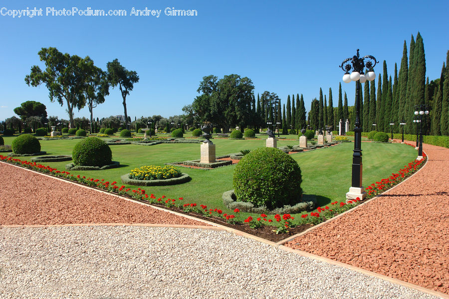 Garden, Conifer, Fir, Plant, Tree, Park, Bush