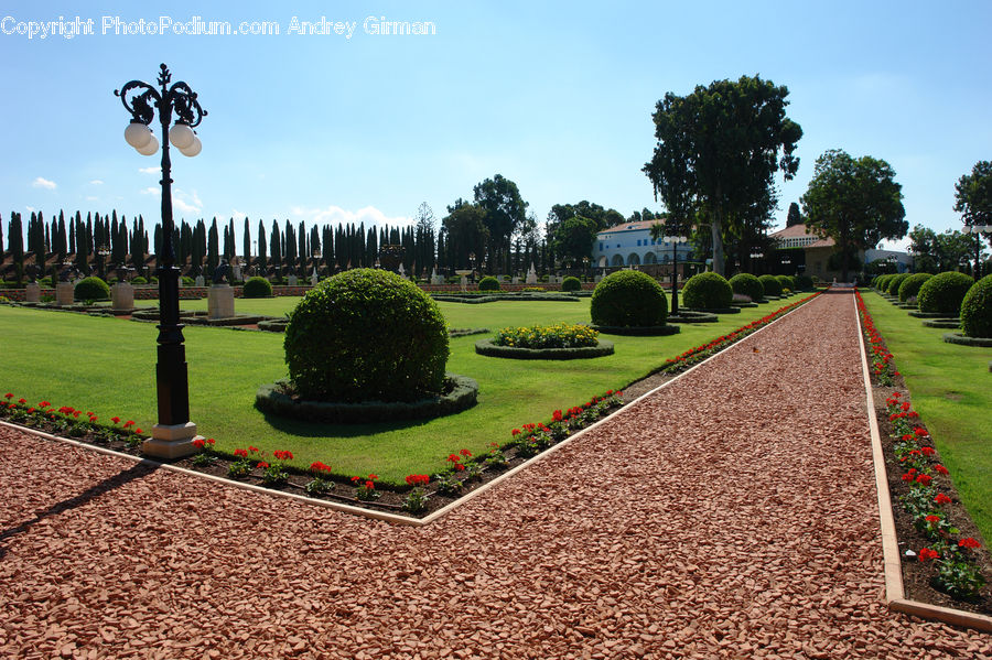 Bush, Plant, Vegetation, Garden, Boardwalk, Path, Pavement
