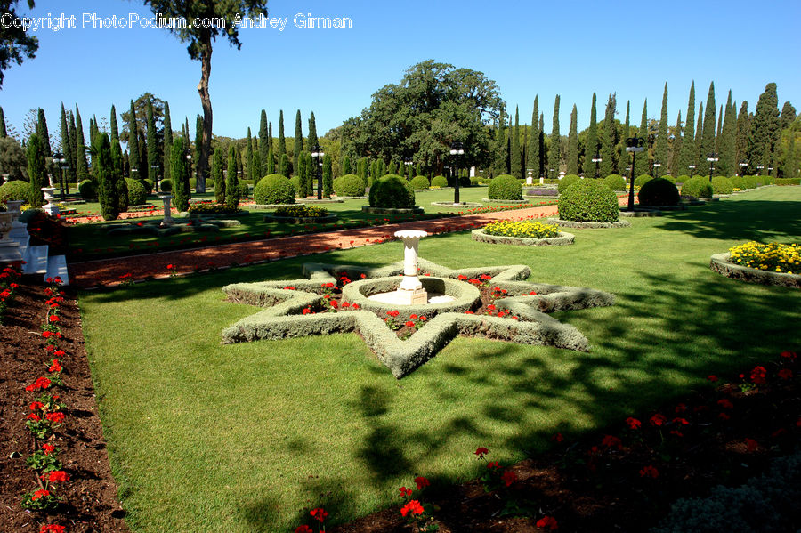 Soil, Park, Bush, Plant, Vegetation, Conifer, Fir