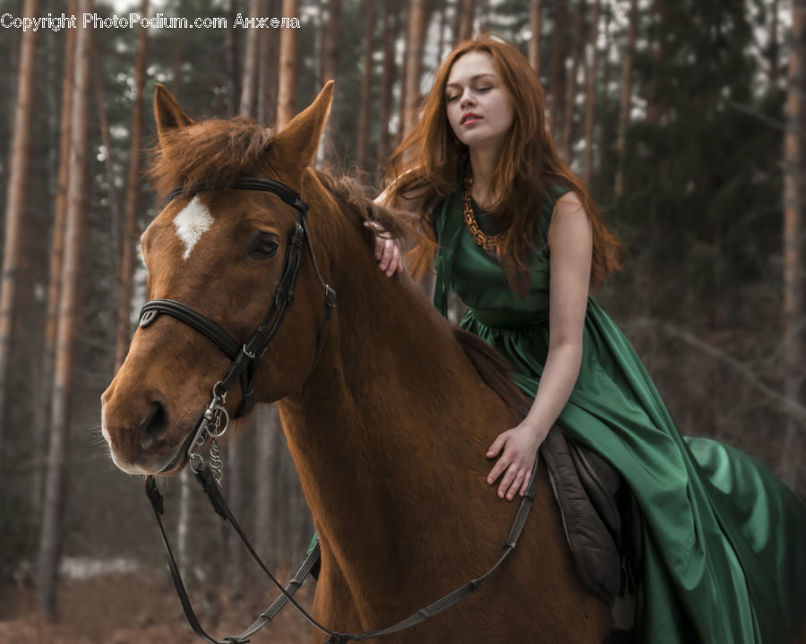 Animal, Equestrian, Horse, Person, Mammal, Stallion, Face