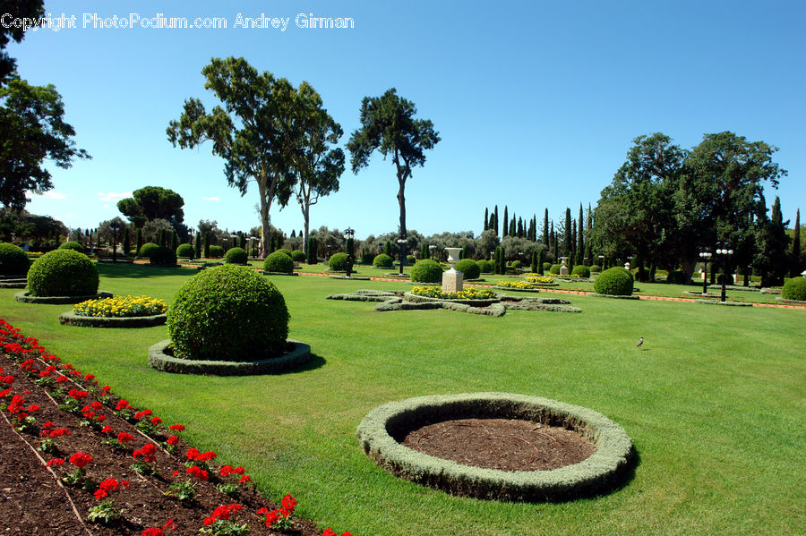 Bush, Plant, Vegetation, Park, Garden, Blossom, Flora