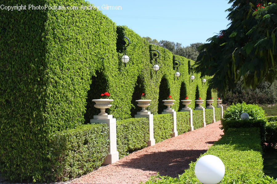 Fence, Hedge, Plant, Forest, Jungle, Rainforest, Vegetation