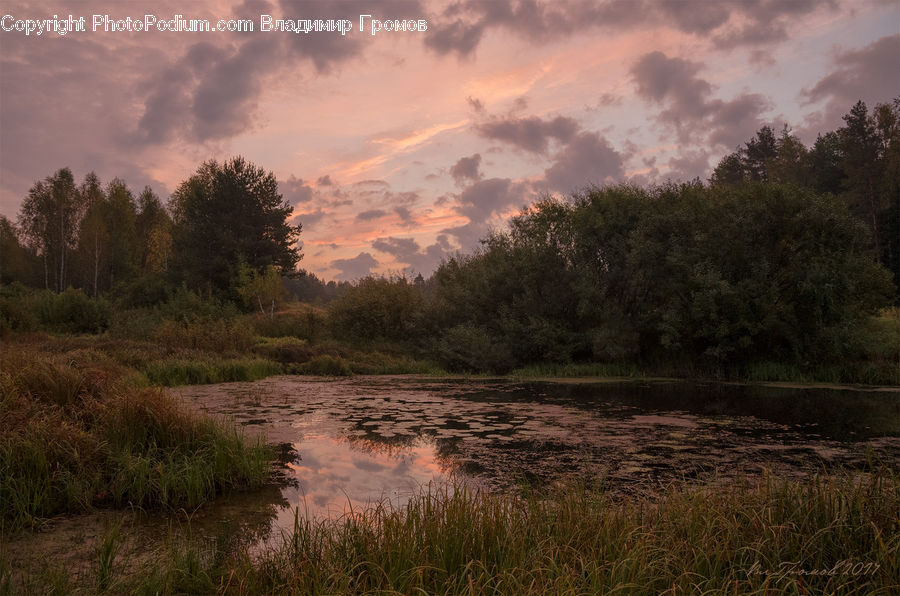 Land, Marsh, Pond, Swamp, Water, Field, Grass
