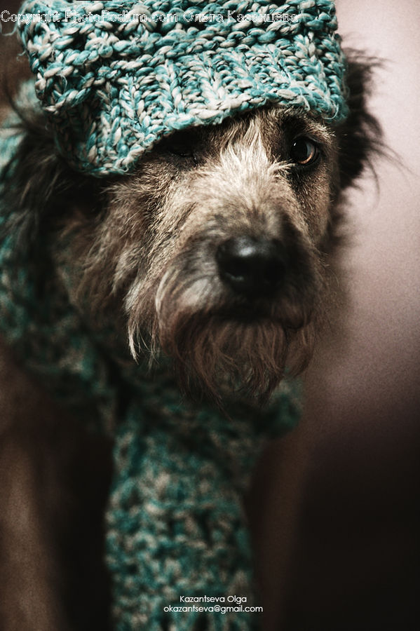 Animal, Canine, Dog, Mammal, Pet, Poodle, Cap
