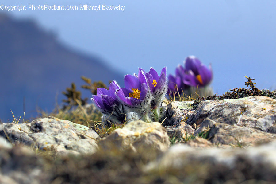 Blossom, Crocus, Flora, Flower, Plant, Cactus, Pollen
