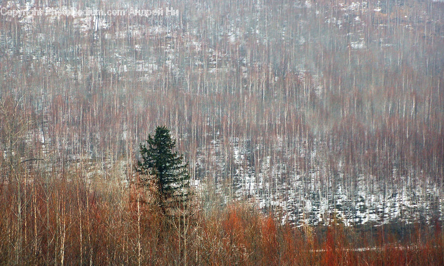 Forest, Vegetation, Conifer, Fir, Spruce, Wood, Field