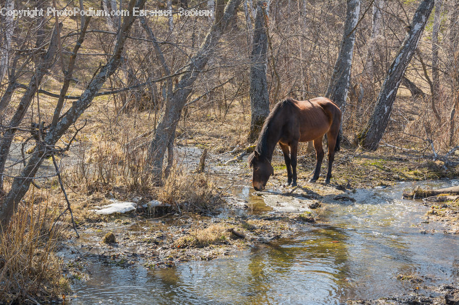 Animal, Horse, Mammal, Deer, Elk, Wildlife, Moose