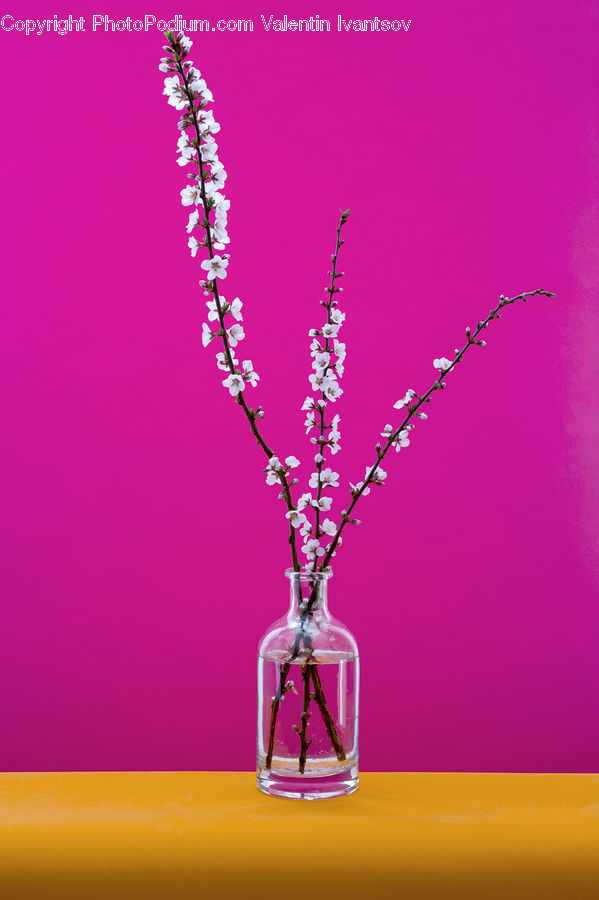 Beverage, Drink, Blossom, Flora, Flower, Plant