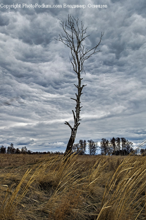 Field, Grass, Grassland, Land, Outdoors, Plant, Tree