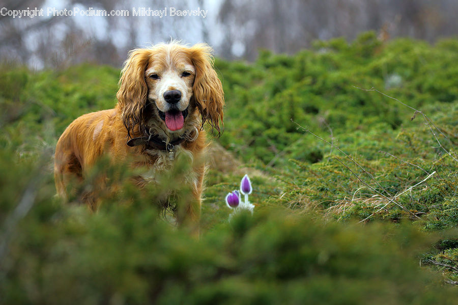 Animal, Canine, Cocker Spaniel, Dog, Mammal, Pet, Spaniel