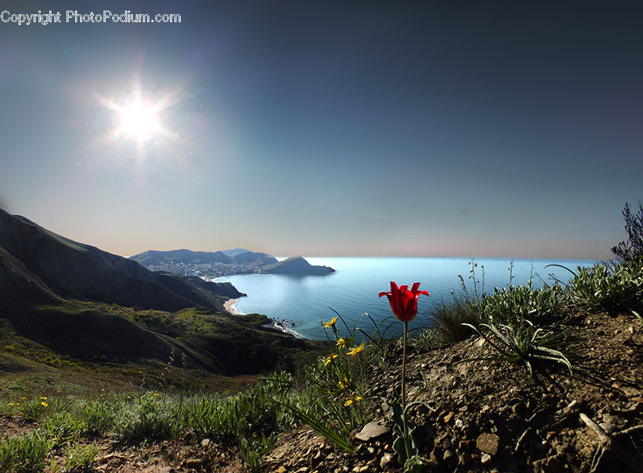 Blossom, Daffodil, Flora, Flower, Plant, Fiber, Flax