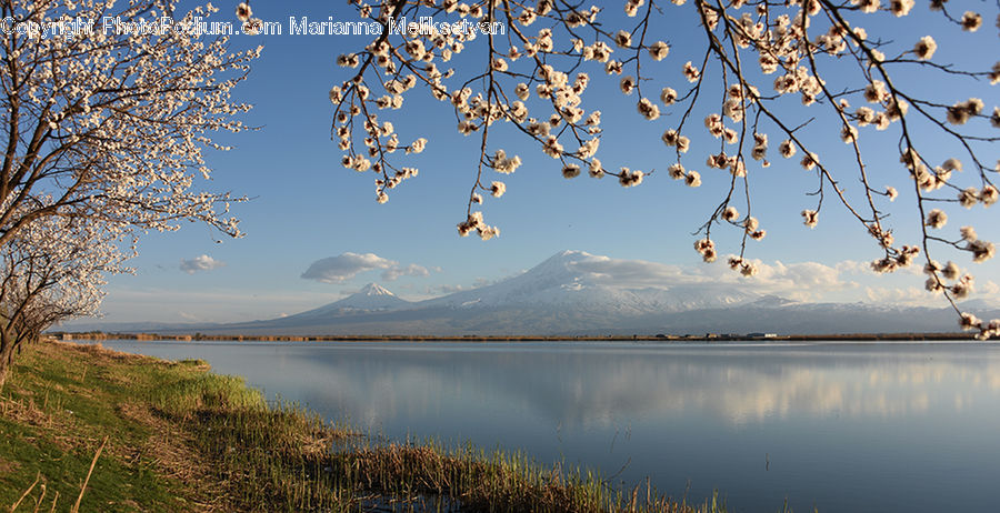 Blossom, Cherry Blossom, Flower, Flora, Plant, Landscape, Nature