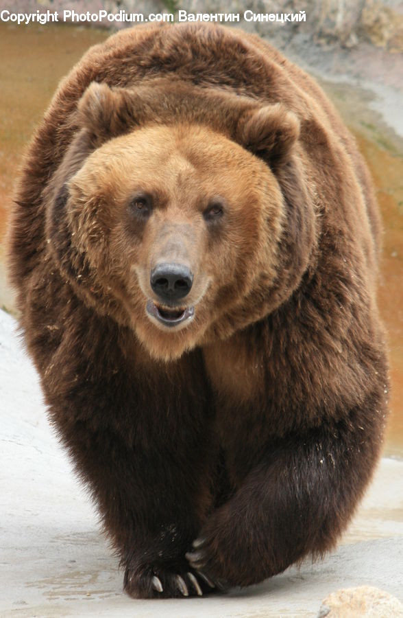 Animal, Bear, Mammal, Brown Bear