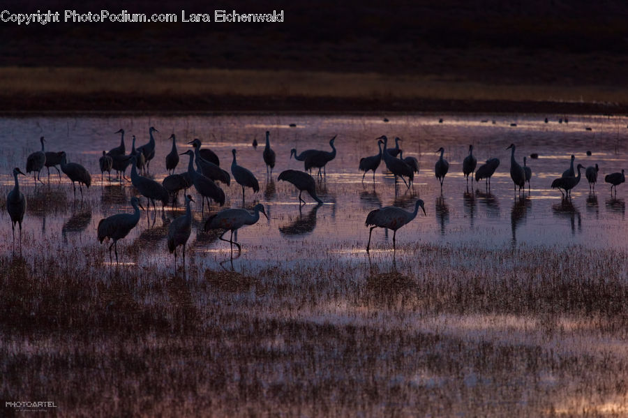 Bird, Crane Bird, Heron, Goose, Waterfowl